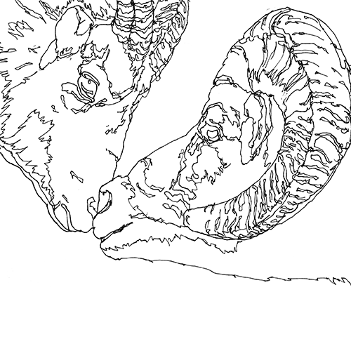 Illustrator Mark.J