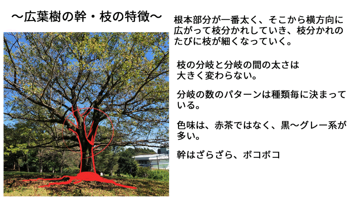 Coloso ぺい 講座のポイント