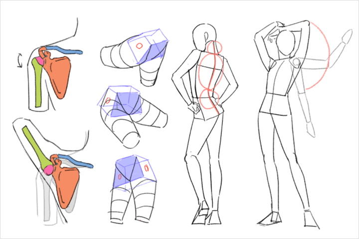 Coloso illustration Class Details