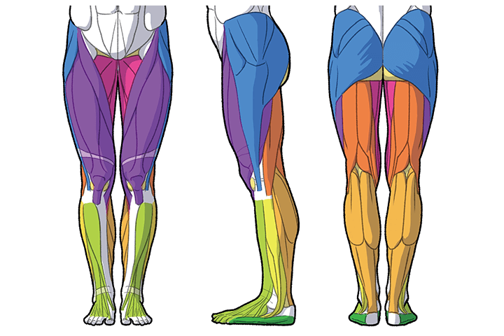 Coloso 加藤公太2 女性の構造で学ぶやさしい美術解剖学
