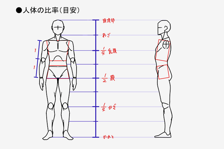 Coloso イラスト 講座内容