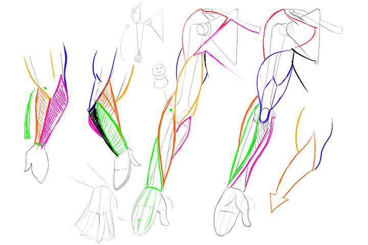 Coloso illustration Class Details