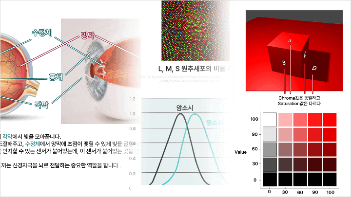 콜로소 일러스트 커리큘럼
