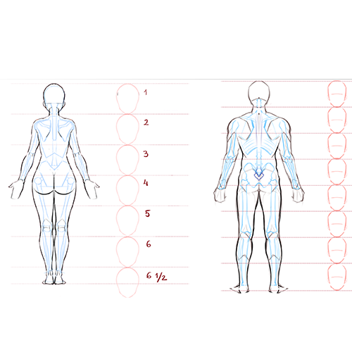 Illustrator Alice Vu Exercises