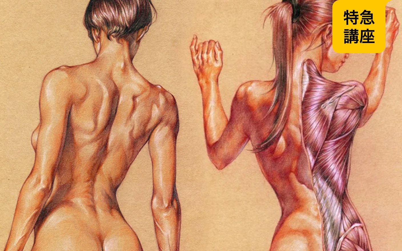 完全攻略84講：人体解剖学講師による自然な人体を描くための解剖学