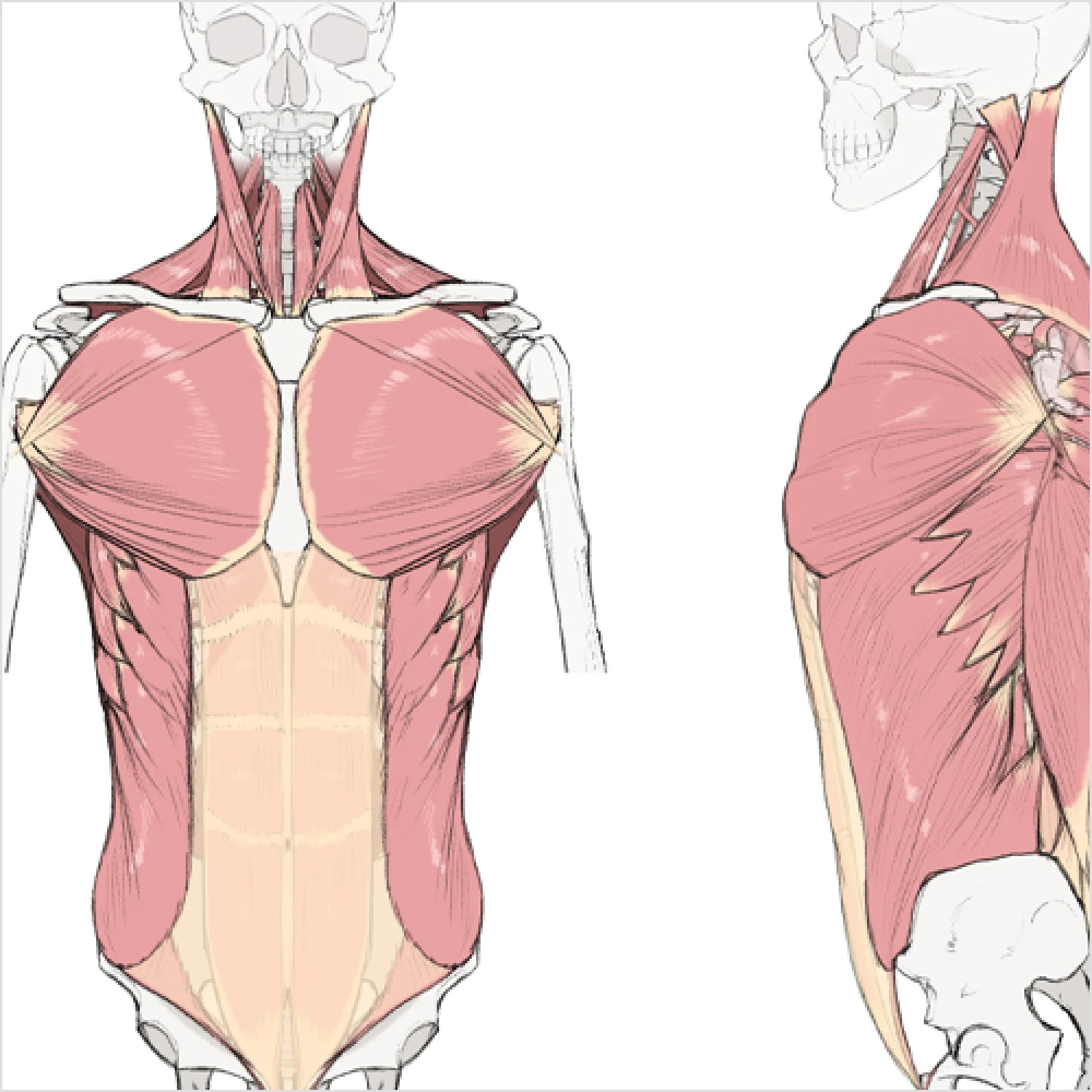 Concept Artist KETO exercises