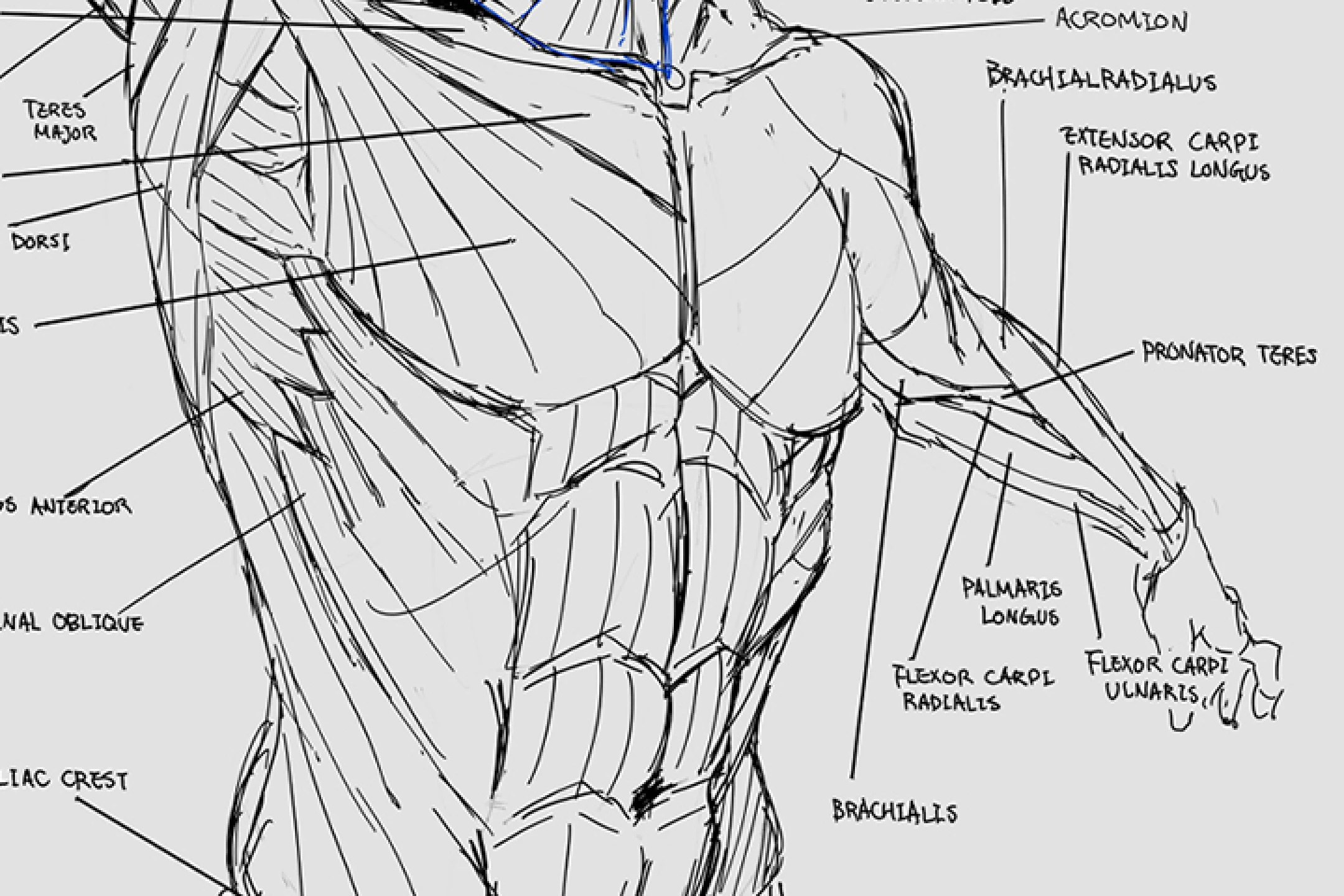 일러스트레이터 Pluvium