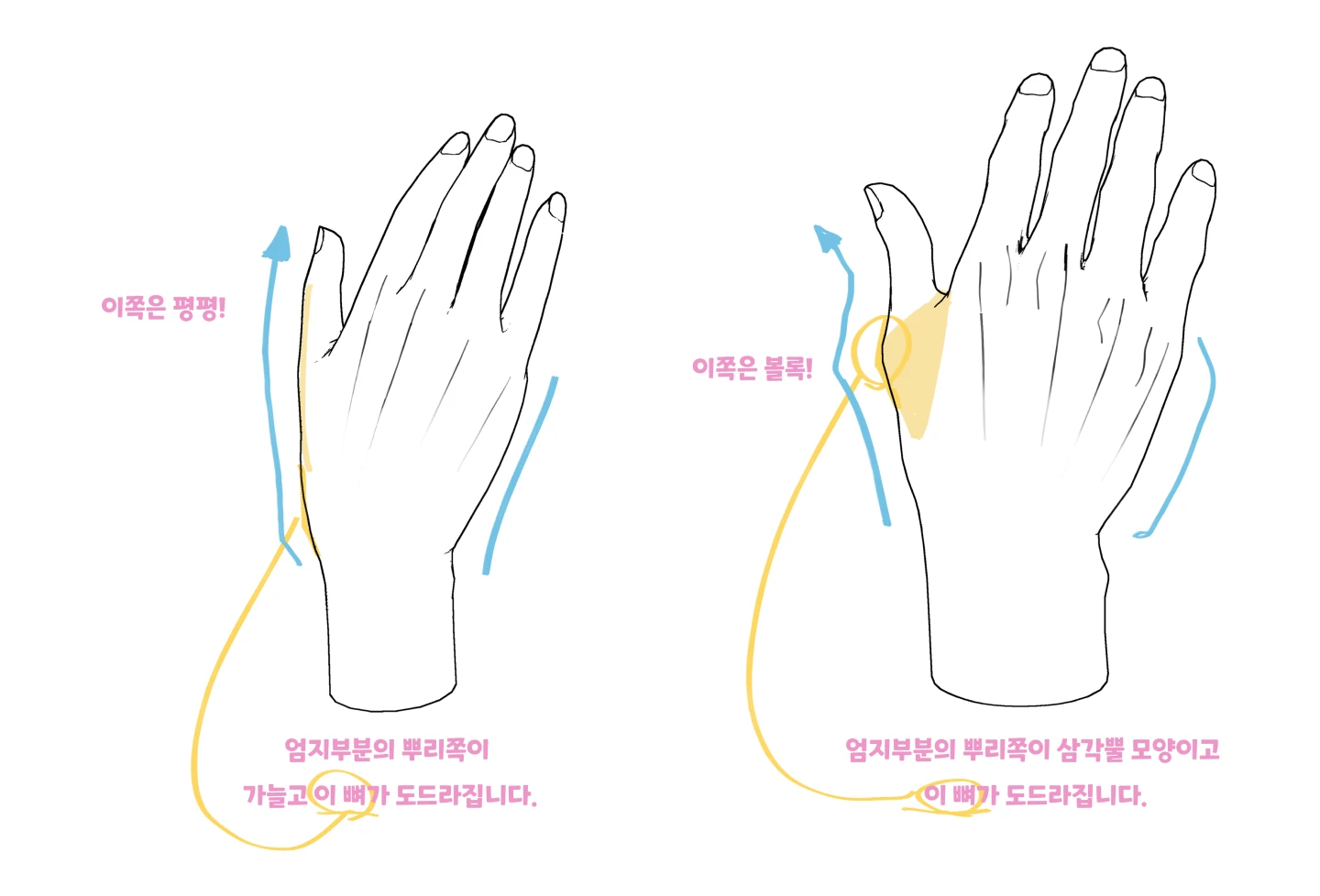 ImageSlide<b>캐릭터 성별에 따른 손과 발의 마디와 근육의 특징</b>
