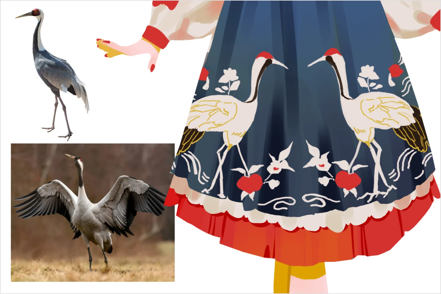 Coloso Illustrator Xuan Details