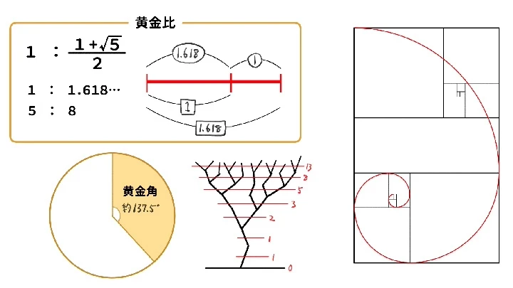 illustrator-kaburagi-jp-curriculum-3-2.webp