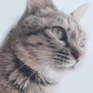 Coloso 猫山桜梨