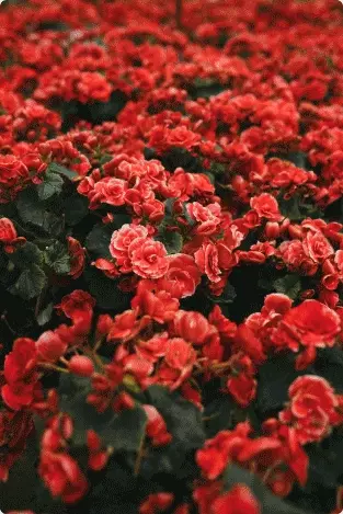 ImageSlide사물 자료 무한 생성