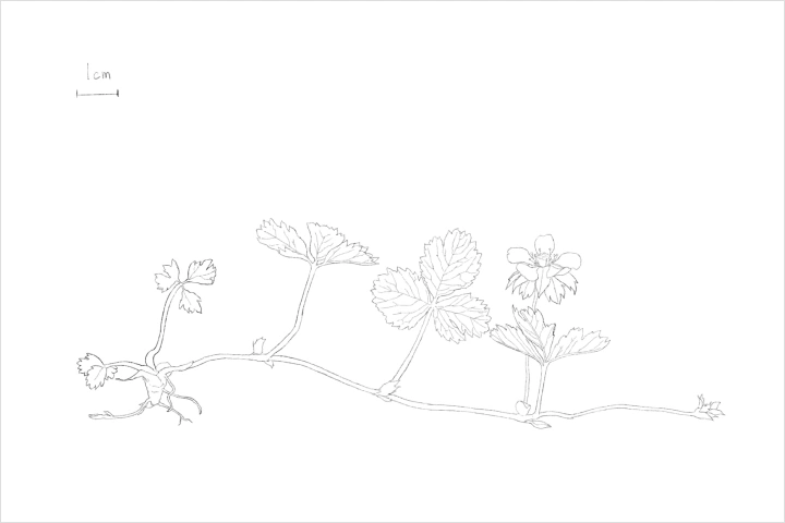 Coloso 美術解剖学教員 マスコマユ