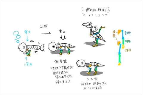 Coloso 美術解剖学教員 小山晋平