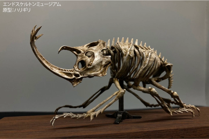 Coloso フィニッシャー スズキしんや