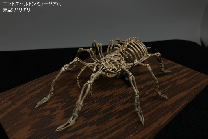 Coloso フィニッシャー スズキしんや