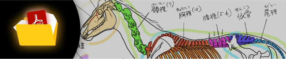 Coloso 美術解剖学教員 小山晋平