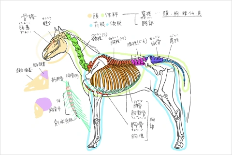 Coloso 美術解剖学教員 小山晋平