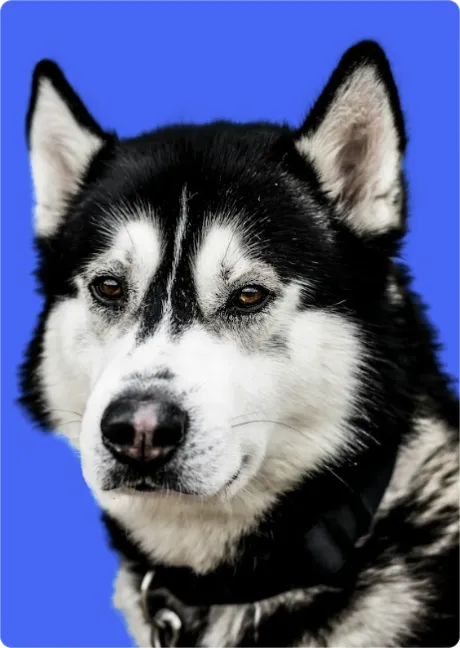 ImageSlide