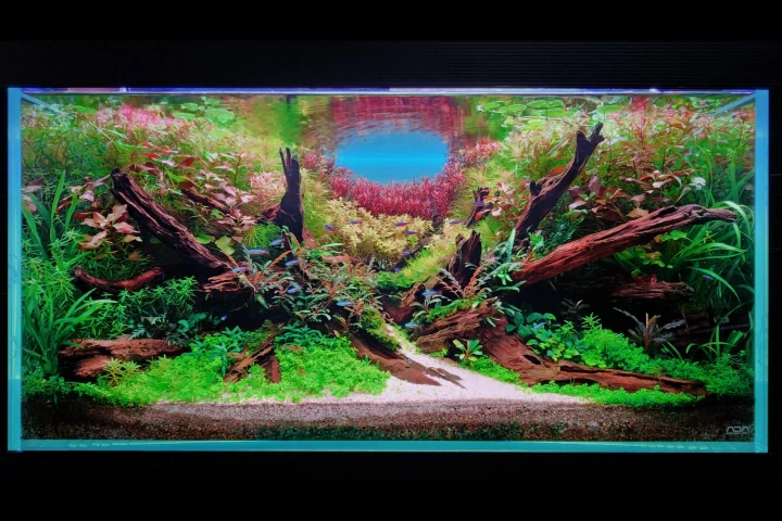Coloso 水景クリエイター 冨岡直樹