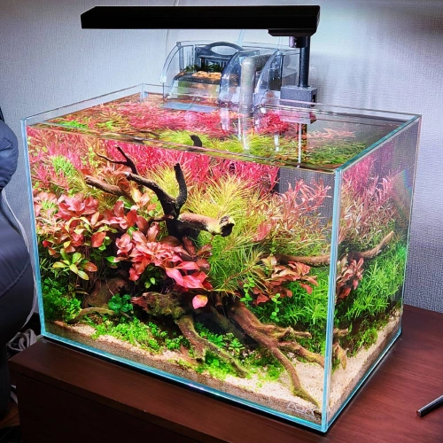Coloso 水景クリエイター 冨岡直樹