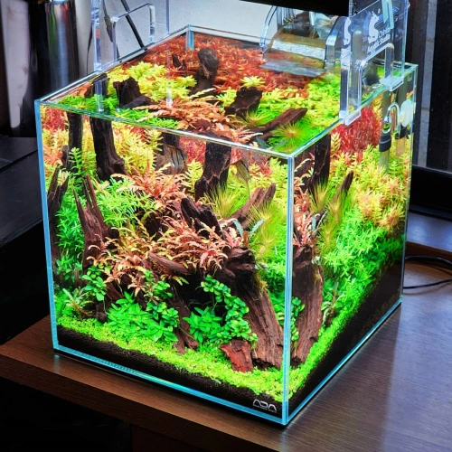 Coloso 水景クリエイター 冨岡直樹