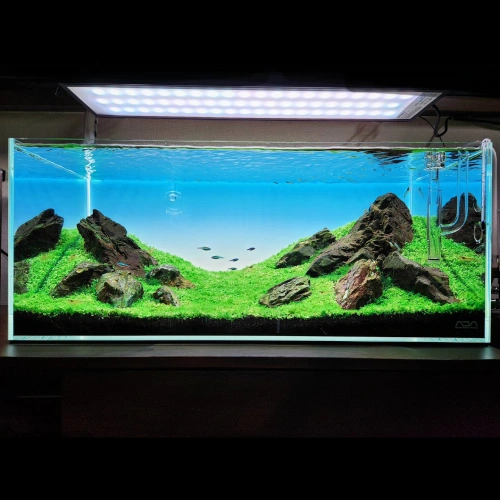 Coloso 水景クリエイター 冨岡直樹