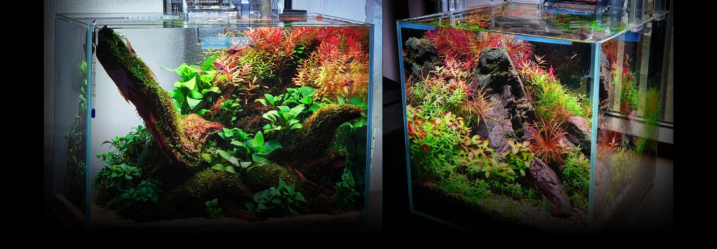 水景クリエイター 冨岡直樹 | コロソ.