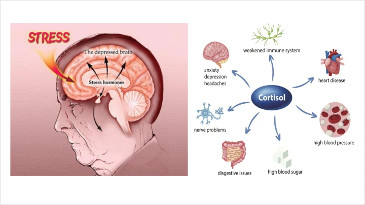 curriculum-creator-brainrich-05-2.webp