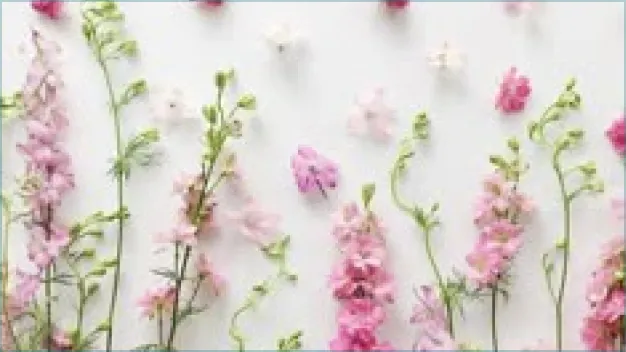 ImageSlide꽃 연출하기
