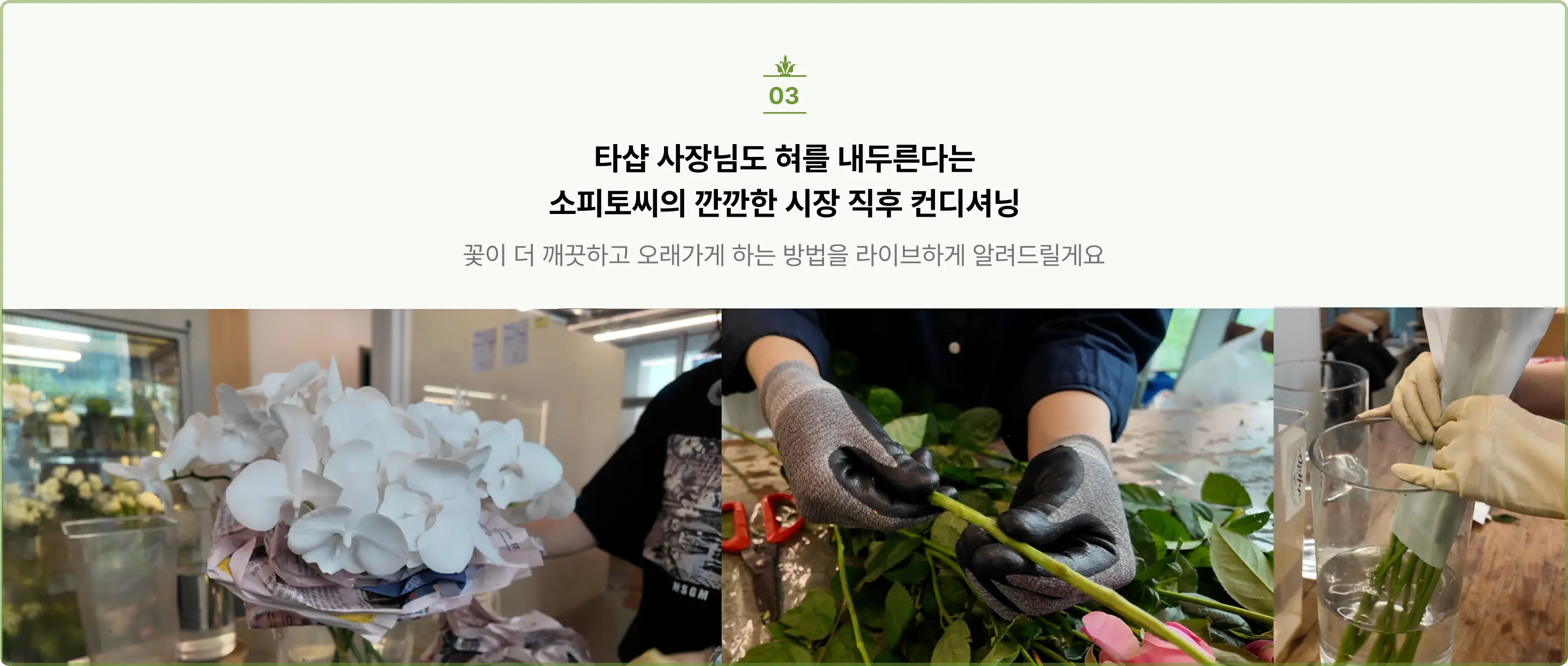 거래처, 꽃구매, 꽃다발, 꽃사입, 꽃시장, 마켓투어, 본식부케, 부케, 부케디자인, 부케사입, 소피토, 스튜디오부케, 여름부케, 웨딩부케, 은방울부케, 작약, 작약꽃, 작약부케, 작약사입, 진주부케, 컨디셔닝, 플로리스트