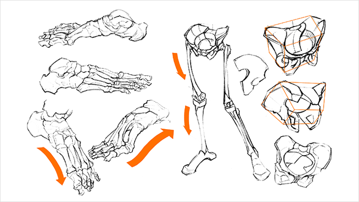 illustrator-cosmos-curriculum-07.png