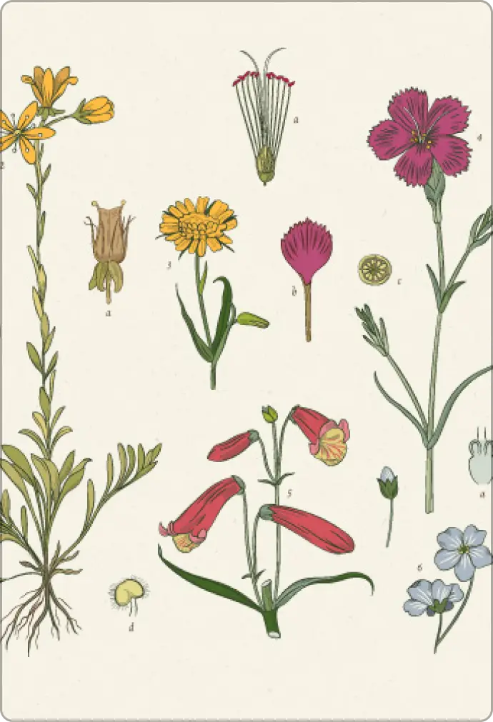 ImageSlide<b>재료가 다니까,  <span style="color:#A171FF;"> 꽃 종류</span> 이해하기</b>