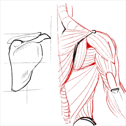 Illustrator, J.K. Exercise