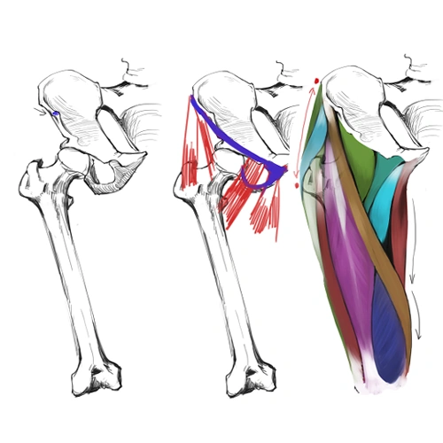 <p><strong>Anatomy and Proportions</strong></p>