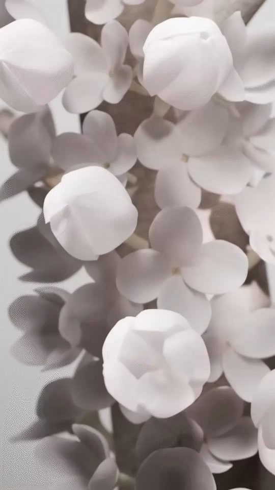 ImageSlide