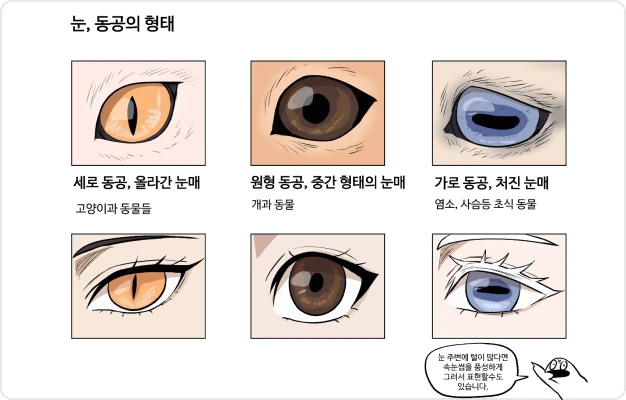 ImageSlide동물 눈, 동공의 형태