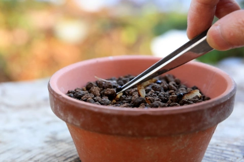 <p>種まきで失敗しない方法</p>