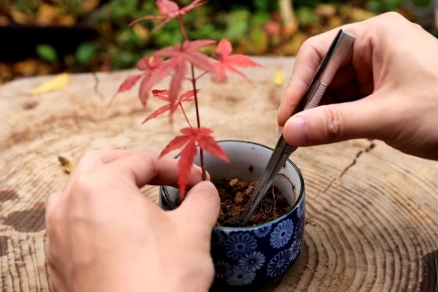 <p>樹々の育て方の基本</p>