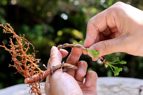 <p>手軽にできるミニ盆栽鉢の作り方</p>