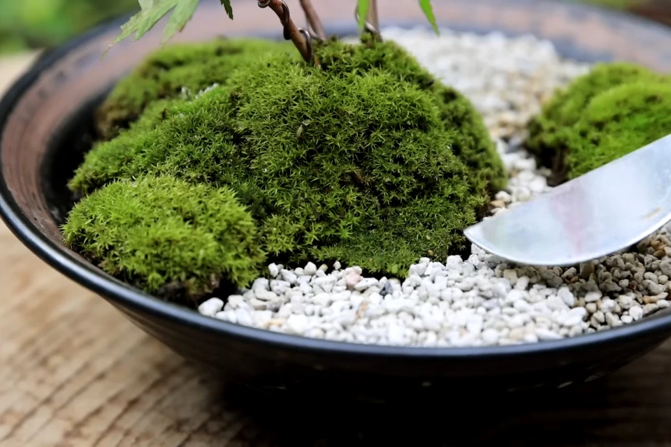 <p>ミニ盆栽で作る小さな景色の作り方</p>