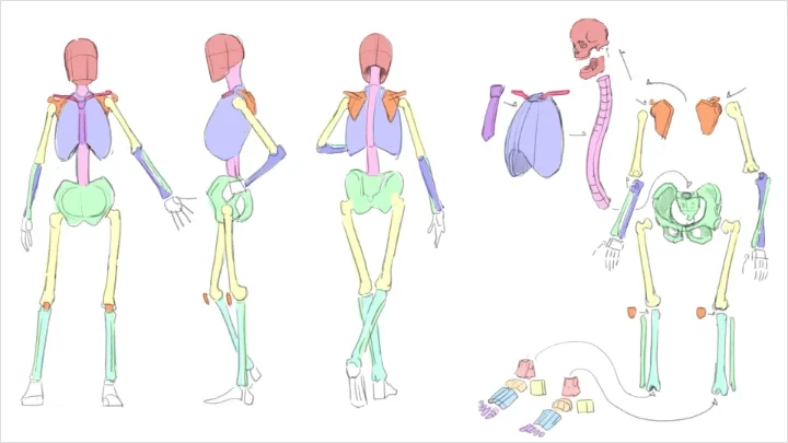 curriculum-freeanimator-hide-jp-3-1.webp