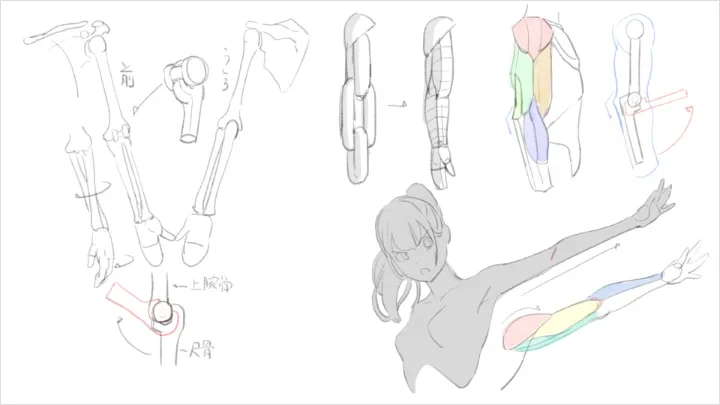 curriculum-freeanimator-hide-jp-7-1.webp