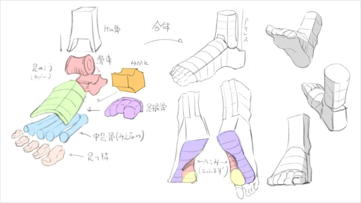 curriculum-freeanimator-hide-jp-7-4.webp