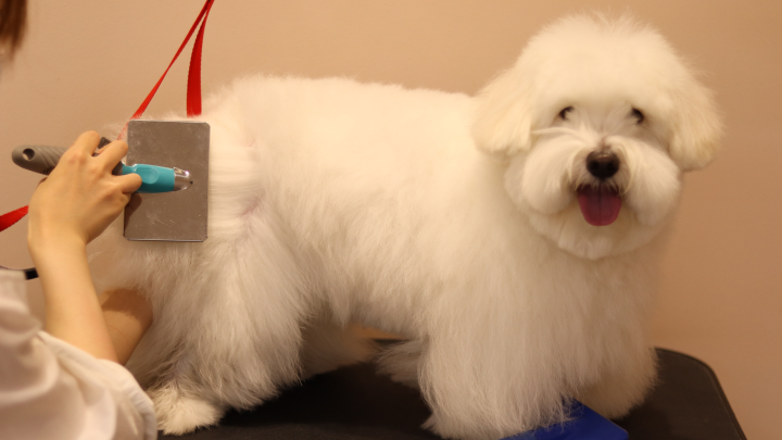 curriculum-petgroomer-kimtaeyeon-1-2.webp