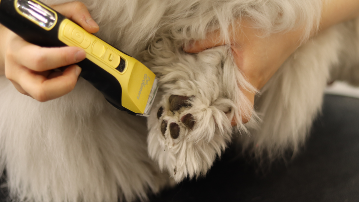 curriculum-petgroomer-kimtaeyeon-1-3.webp