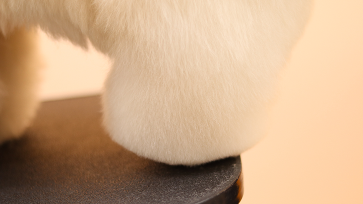curriculum-petgroomer-kimtaeyeon-2-1.webp