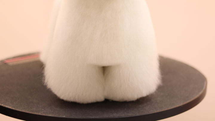 curriculum-petgroomer-kimtaeyeon-2-2.webp