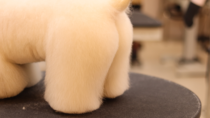 curriculum-petgroomer-kimtaeyeon-2-3.webp