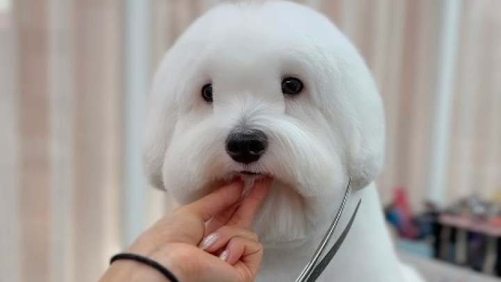 curriculum-petgroomer-kimtaeyeon-3-1.webp